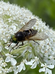 Pangoniinae