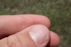 Aristida longespica
