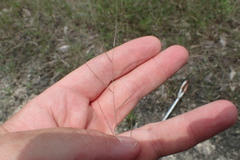 Aristida longespica