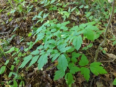 Actaea × ludovicii