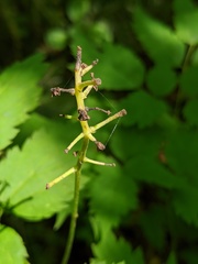 Actaea × ludovicii