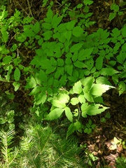 Actaea × ludovicii