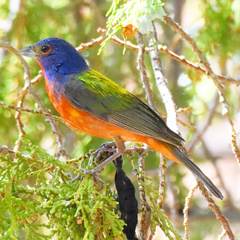 Passerina ciris pallidior