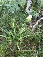 Melanthieae