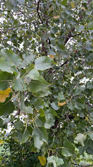 Populus deltoides