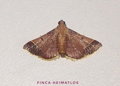 Hypsopygia amoenalis