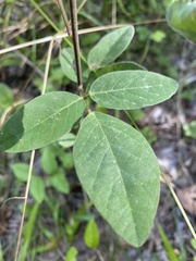 Desmodium nuttallii