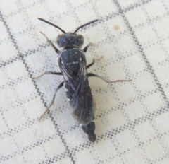 Cyrtocoelioxys