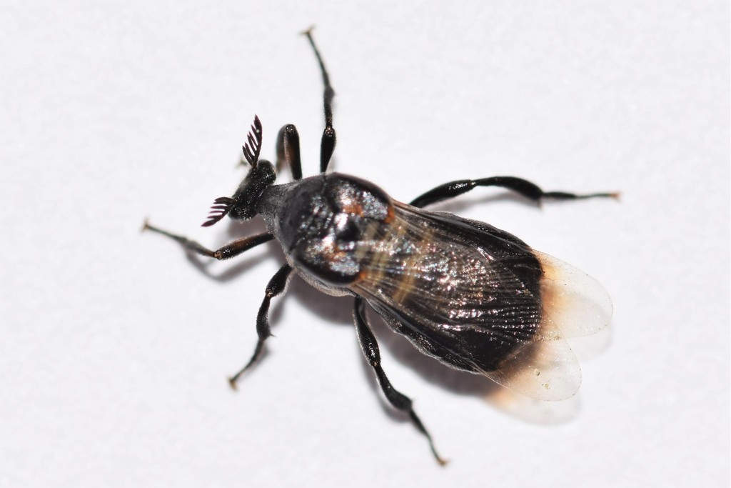 Ripiphorus fasciatus