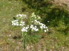 Perideridia parishii latifolia