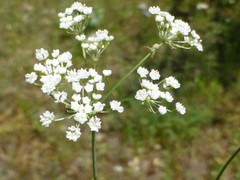 Perideridia parishii latifolia