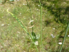 Perideridia parishii latifolia