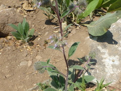 Phacelia mutabilis