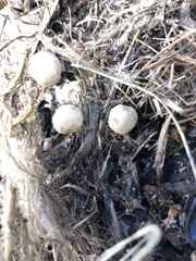 Latrodectus hasselti