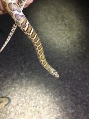 Arizona elegans elegans