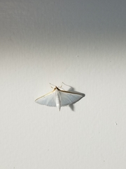 Diaphania costata