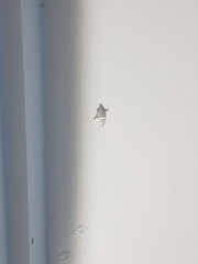 Diaphania costata