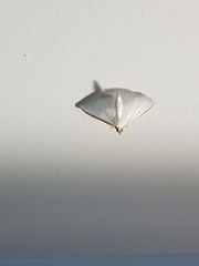 Diaphania costata