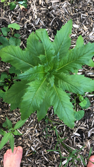 Erechtites hieraciifolius