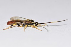 Cratichneumon paratus
