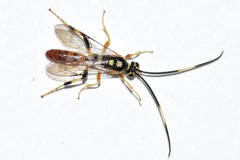 Cratichneumon paratus