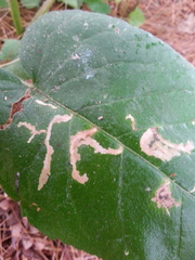 Scrobipalpula manierreorum