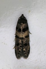 Walshia miscecolorella