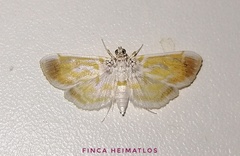 Leucochromodes