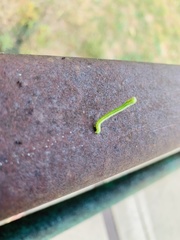 Lepidoptera