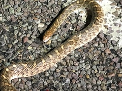 Arizona elegans elegans