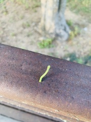 Lepidoptera