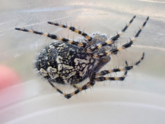 Aculepeira carbonarioides