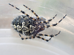 Aculepeira carbonarioides