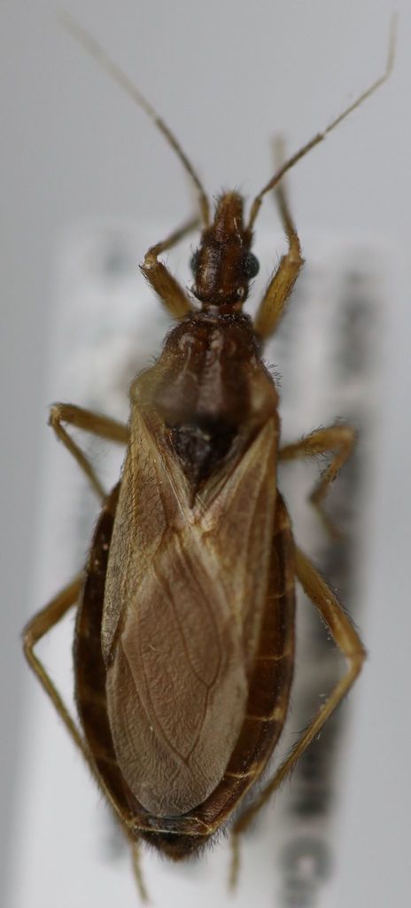 Paratriatoma hirsuta