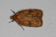 Agonopterix robiniella