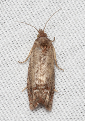Epiblema abruptana
