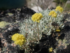 Eriogonum crosbyae