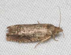Epiblema abruptana