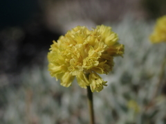 Eriogonum crosbyae
