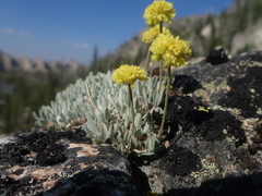Eriogonum crosbyae