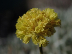 Eriogonum crosbyae