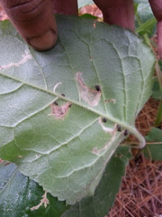 Scrobipalpula manierreorum