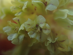 Eriogonum crosbyae