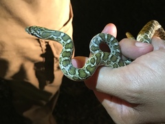 Arizona elegans elegans