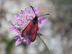 Zygaena erythrus