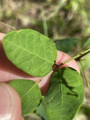 Desmodium marilandicum
