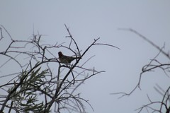 Haemorhous mexicanus