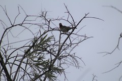 Haemorhous mexicanus