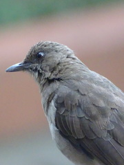 Turdus ignobilis