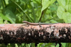 Emoia cyanura